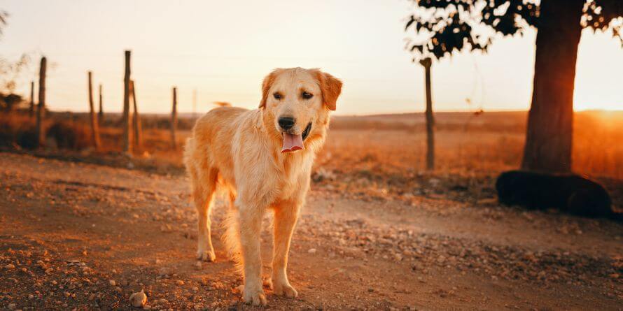 Golden retriever