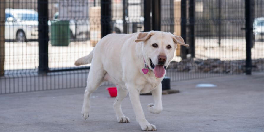 Labrador retriever