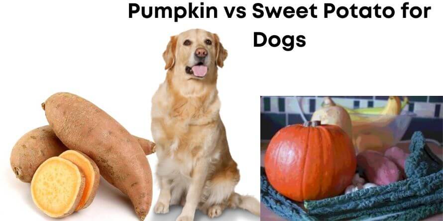 pumpkin or sweet potato for dogs