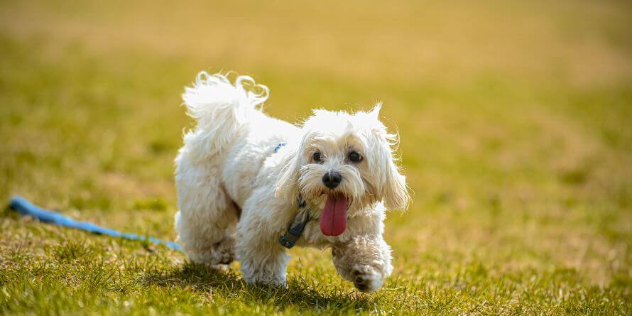 Shih Tzu