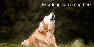 how long can a dog bark