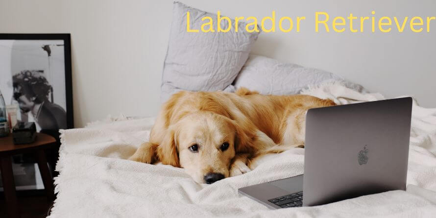 labrador retriever