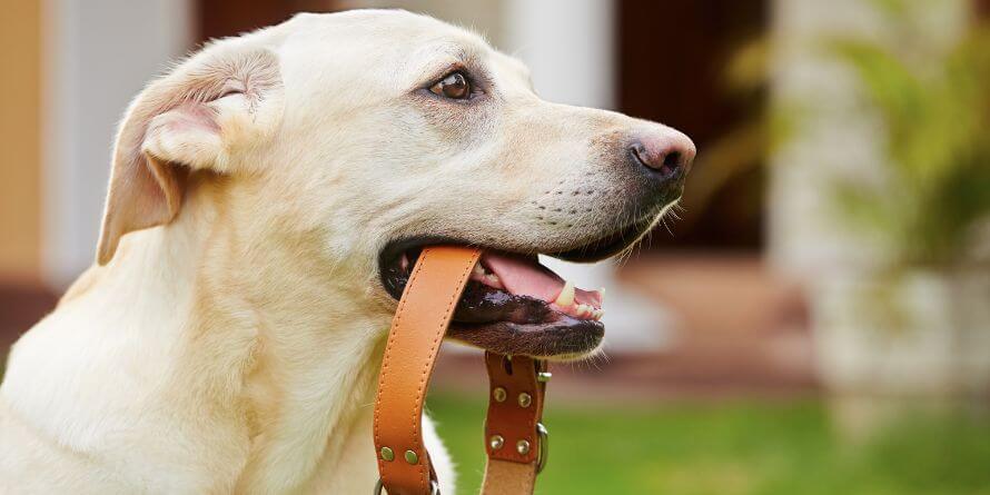 what is the best type of collar for a dog