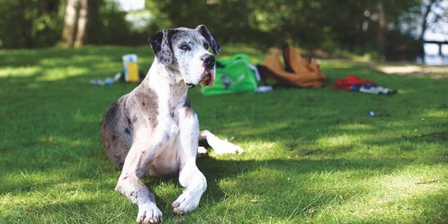 Blue Merle Great Dane 