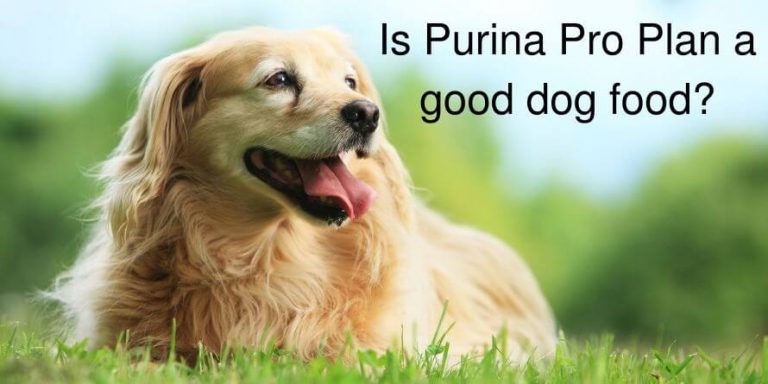 Is Purina Pro Plan a Good Dog Food?