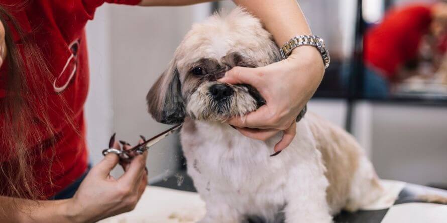 grooming a dog