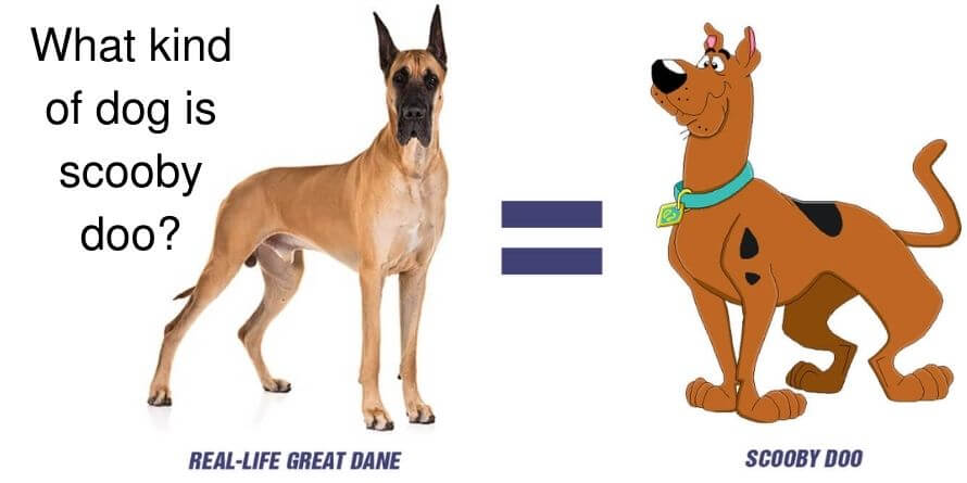 real life scooby doo dog 