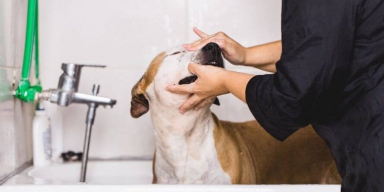what are the 7 steps of grooming a dog