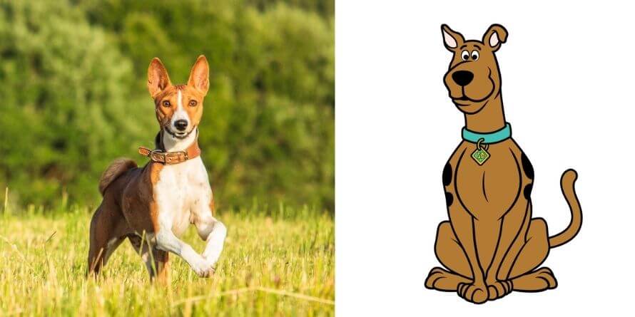 what kind of dog is scooby doo