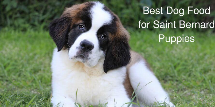 Best Dog Food for Saint Bernard Puppy