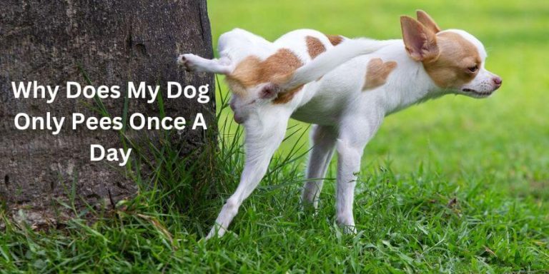 Dog Only Pees Once A Day What the Facts? theoutdor