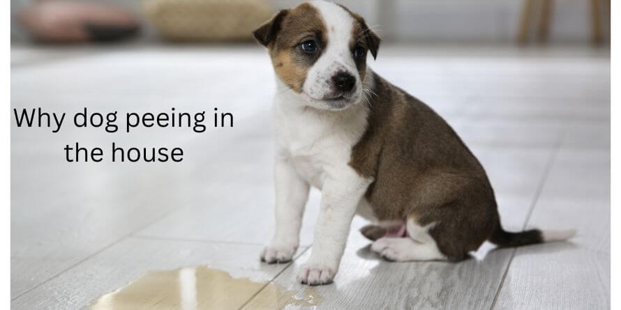 5-best-tips-to-stop-your-dog-peeing-in-the-house-theoutdor