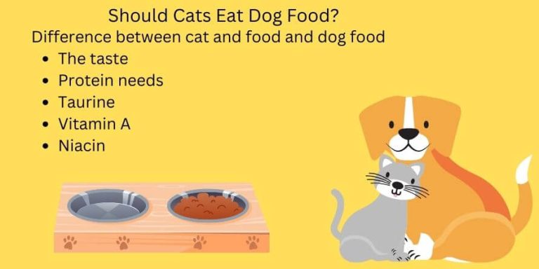 Difference Between Cat And Dog Food Facts - Theoutdor