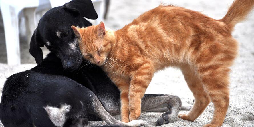 dog and cat