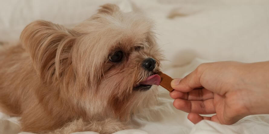 puppy eating treat