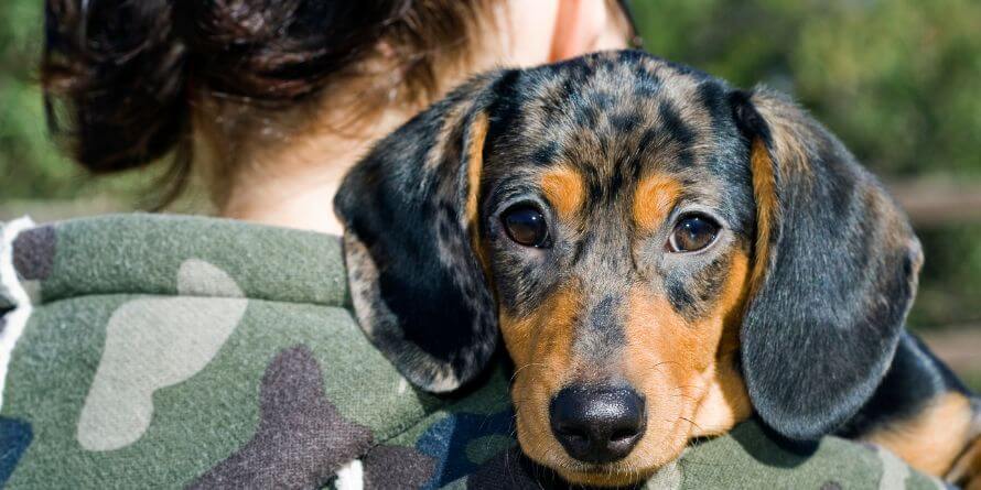 Dachshund puppy