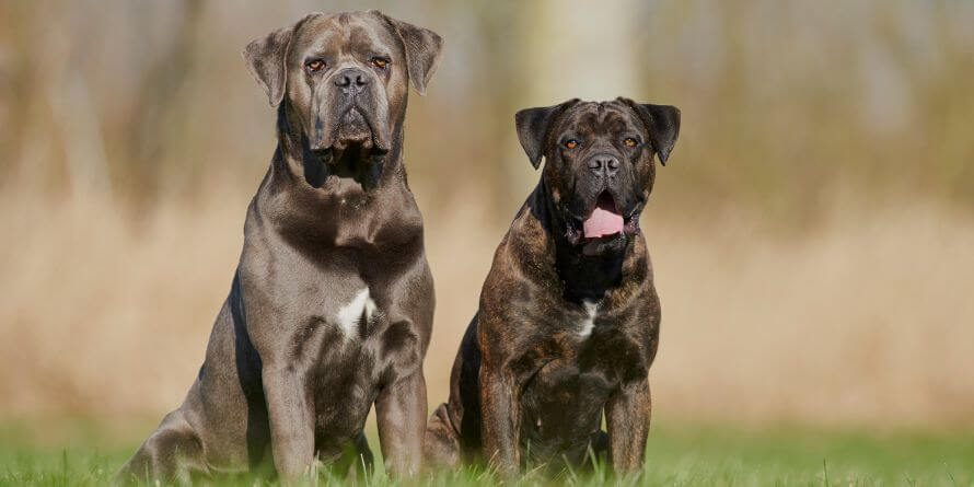 best dog food for cane corso puppy