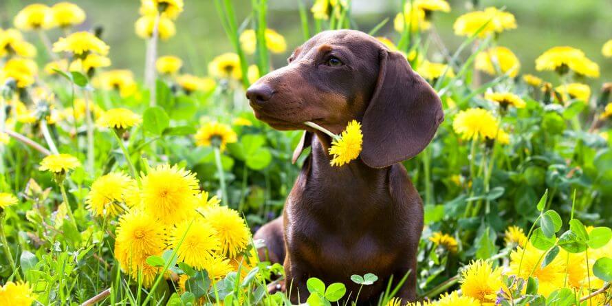 miniature dachshund