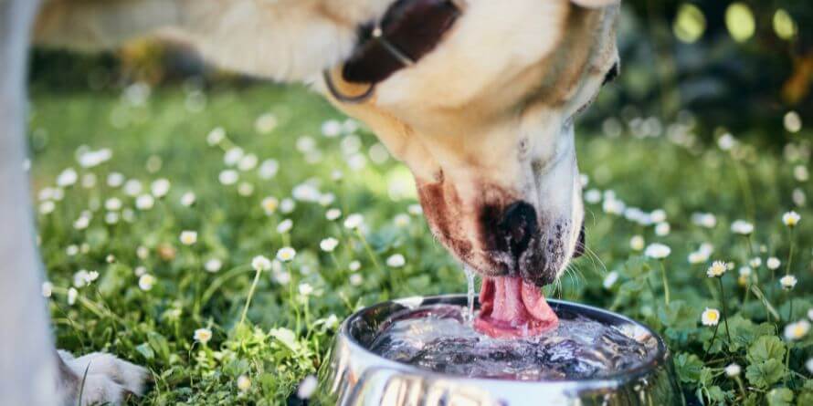 dog drinking water