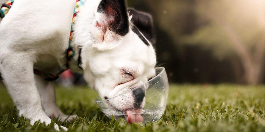 best dog water bowls for sloppy drinkers