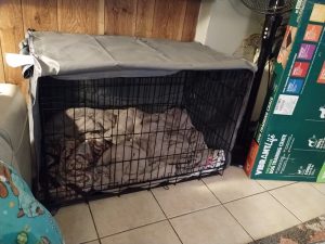 truck bed dog kennel plans