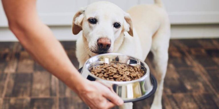 How to Make Freeze-Dried Dog Food
