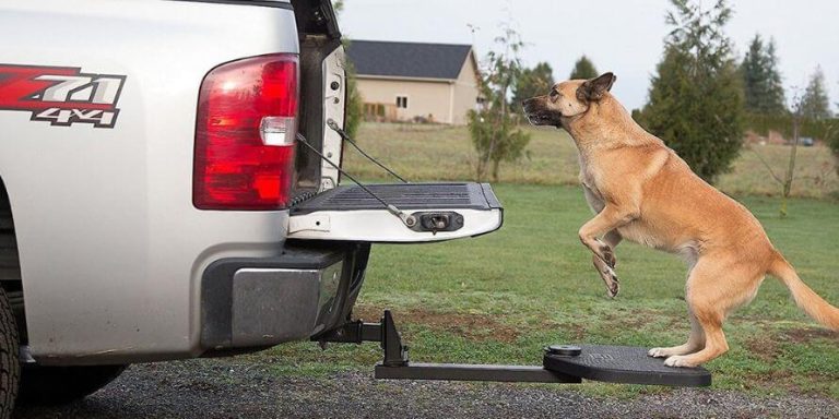 best dog crate for truck bed