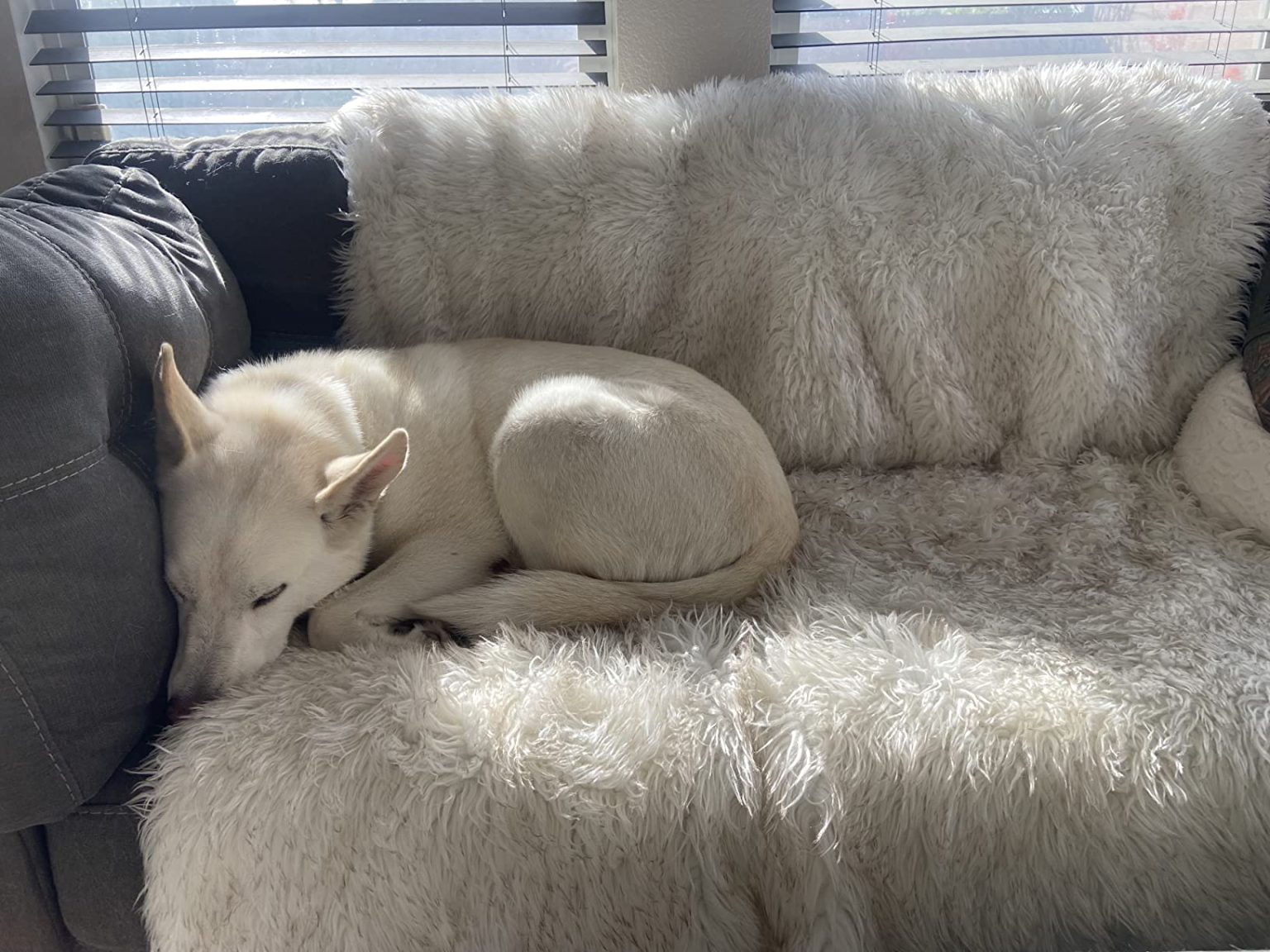 10 Best Dog Breeds for Van Life; Which one is your?