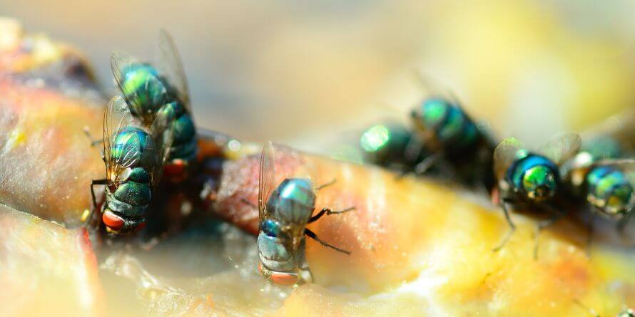 how-to-keep-flies-away-from-dog-food-theoutdor