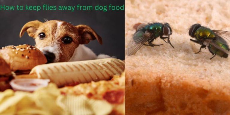 how-to-keep-flies-away-from-dog-food-theoutdor