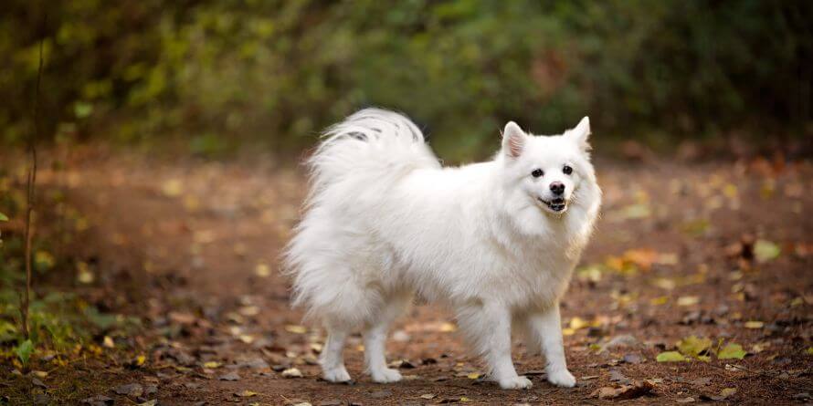 american eskimo dog