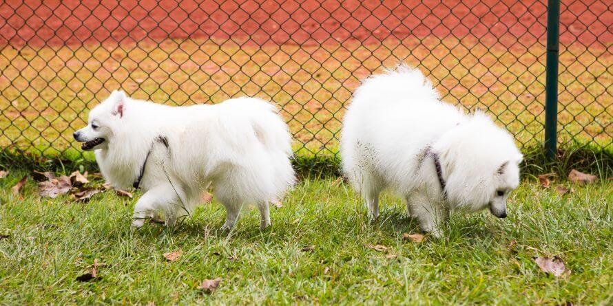 american eskimo dogs