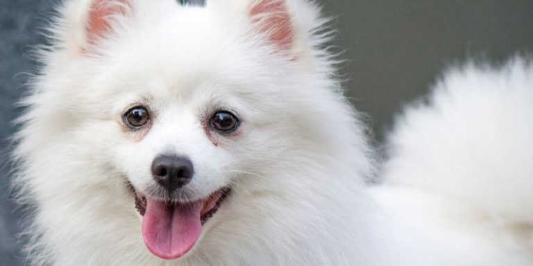 are american eskimo dogs hypoallergenic