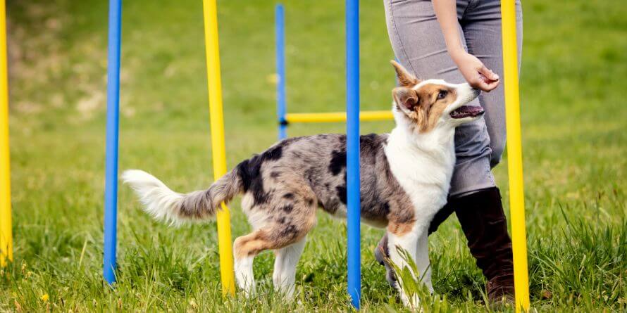 dog agility training at home