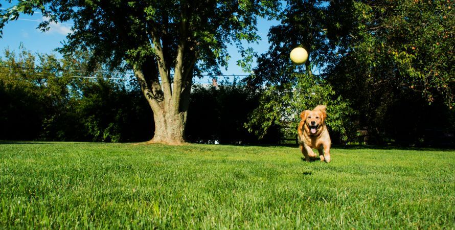 best tennis balls for dog
