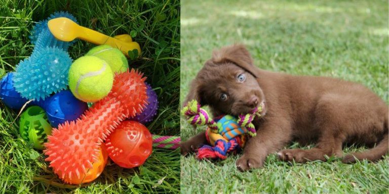 What is the Best Indoor and Outdoor Toy for a Dog?