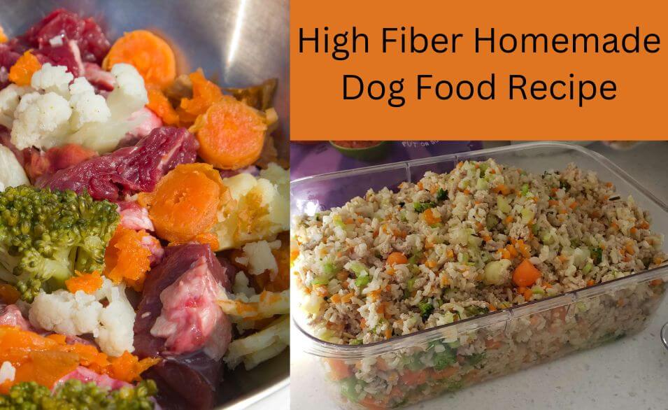 dog eating high protein food