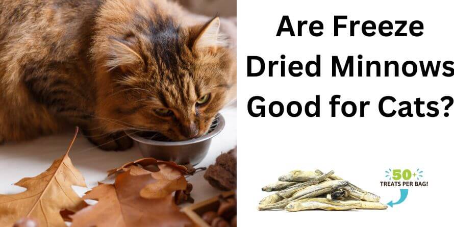 Are Freeze Dried Minnows Good for Cats