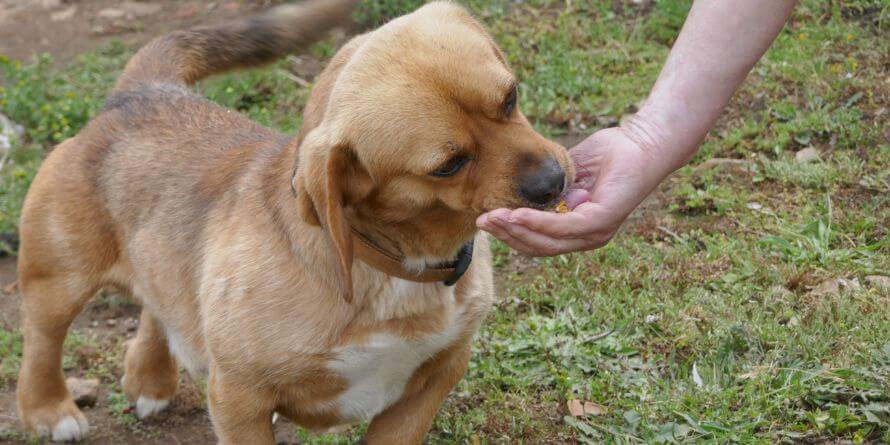 brown dog eating hand