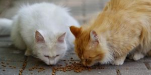 Two cat eats food