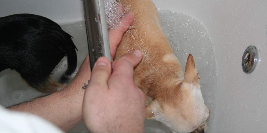 dog showering