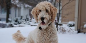 goldendoodle in the snow