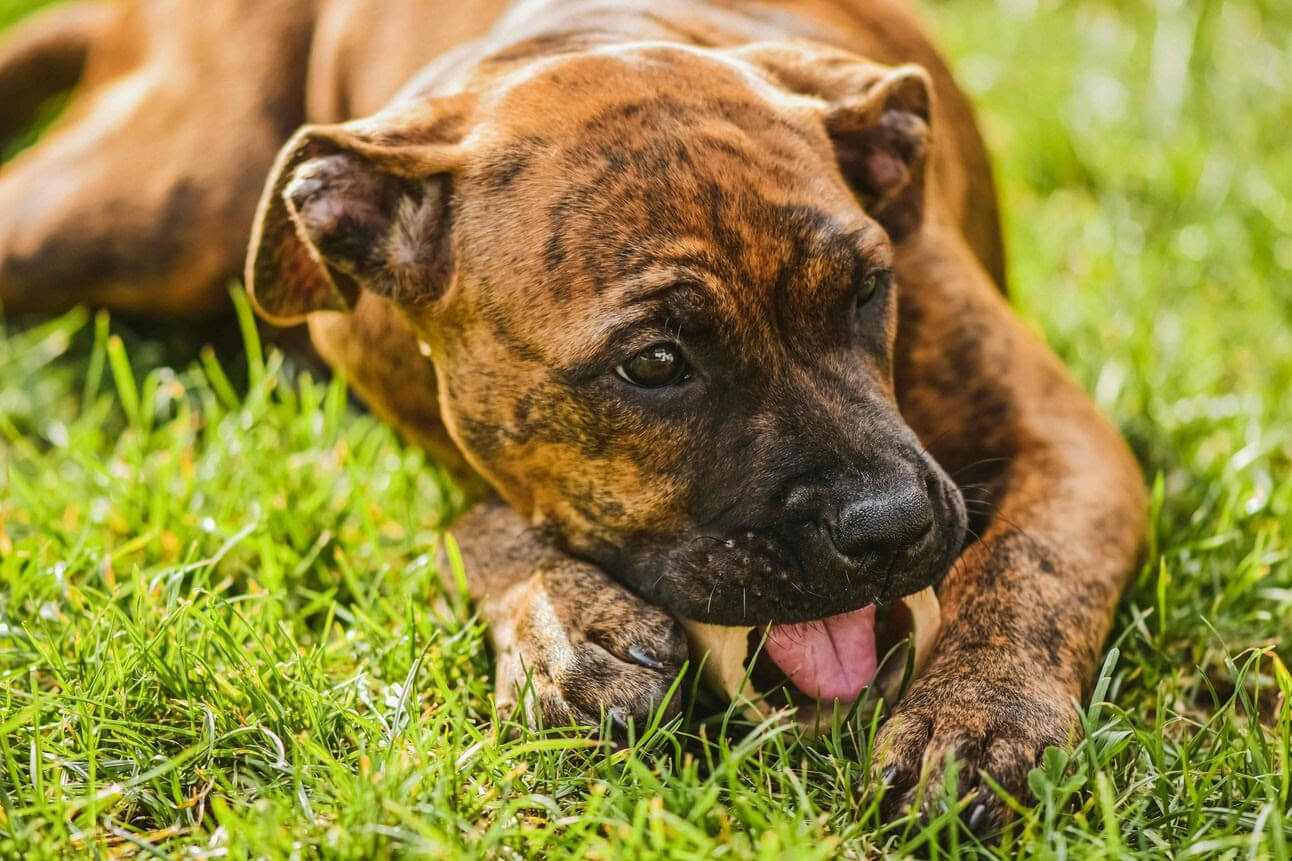 Why Do Dogs Eat Grass?