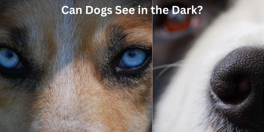 Can Dogs See in the Dark night