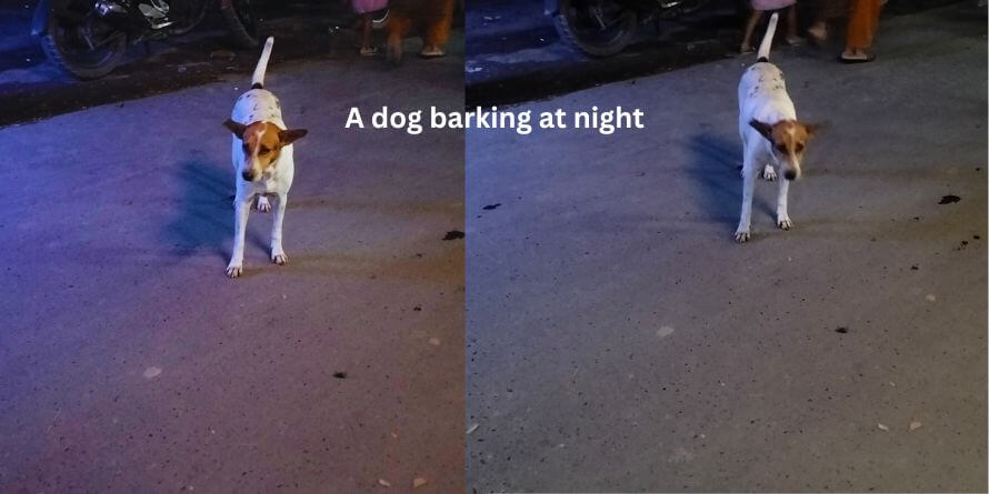 A dog barking at night