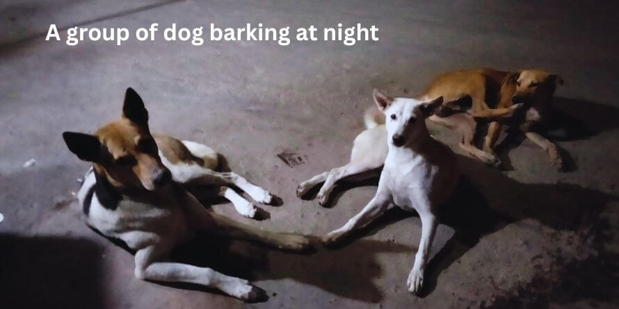 A group of dog barking at night