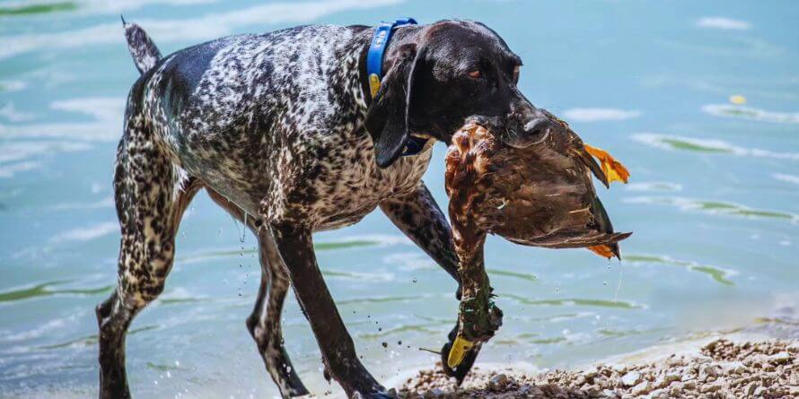 A dog hunting duck