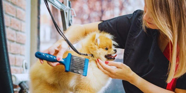 dog grooming at home