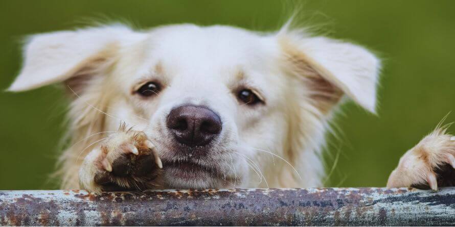 dog disturb by filies