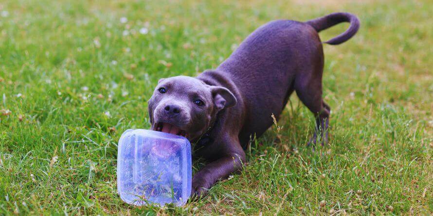 dog licking food box